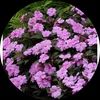 purpleimpatiens